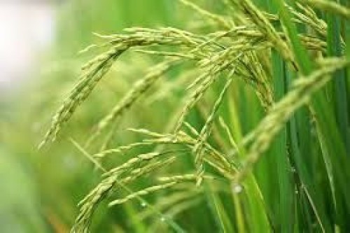 Premium Quality Basmati Rice and Non-Basmati Rice